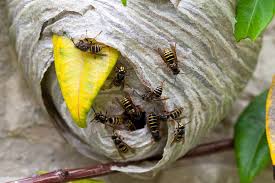 Wasp Life Cycle: Stages & Lifespan
