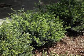 Yewtopia plum yew is a moderate growing shrub that can be grown in usda plant hardiness zones 6a through 9b. Yewtopia Plum Yew Cephalotaxus Harringtonia Plania In Richmond Fairfax Loudoun Prince William Fredericks Virginia Va At Meadows Farms Nurseries