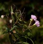 Image result for Vernonia zambiana