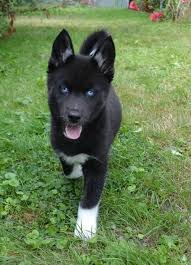 Siberian Husky Black And Blue Eyes Gorgeous Schattigste Honden Dieren Honden