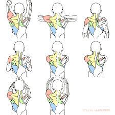 See more ideas about drawing poses, pose reference, art reference. Back Muscles Anatomy Reference Novocom Top