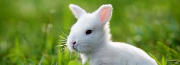 Alibaba.com offers 442 petsmart pet products. Rabbits As Pets Petsmart