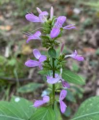 Image result for Dicliptera capitata