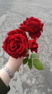 Pin By Naeem Aljanh On Nice In 2020 Rose Flower Photos Love Rose Flower Beautiful Flowers Wallpapers