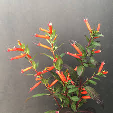 Image result for Cuphea ignea