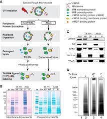 Check spelling or type a new query. Multifunctional Roles For The Protein Translocation Machinery In Rna Anchoring To The Endoplasmic Reticulum Journal Of Biological Chemistry