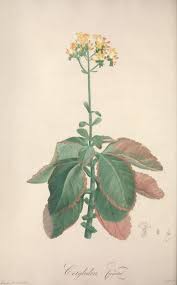 Image result for Kalanchoe crenata