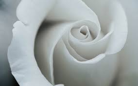 تحميل خلفيات 4k وردة بيضاء برعم قرب الزهور البيضاء الورود