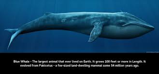 In fact, it is the largest mammal in the world. 35 Interesting Blue Whale Facts