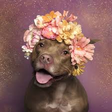 Pitbull Lar Cicek Modasina Uyarsa Pitbull Flower Power Cicek
