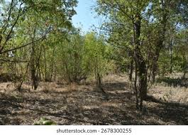 Image result for Habenaria debeerstiana