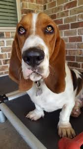 Image result for basset hound