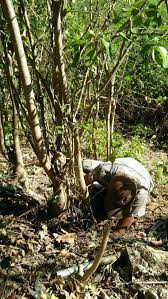 Beli pohon anting putri berkualitas harga murah august 2021 di tokopedia! Lagi Ramai Di Jepara Berburu Info Seputar Jepara Facebook