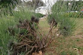 木質化的醒目薰衣草 plants