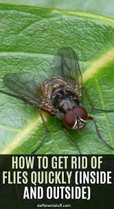 How To Get Rid Of Flies Quickly Inside And Outside Defferent Stuff Get Rid Of Flies Diy Natural Products Natural Healing Remedies