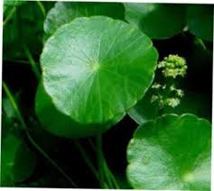 Image result for Centema