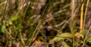 Image result for Eriosema parviflorum