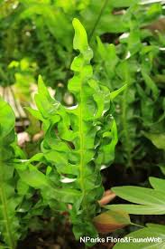 Image result for Microsorum scolopendria