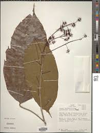 Image result for Lindackeria