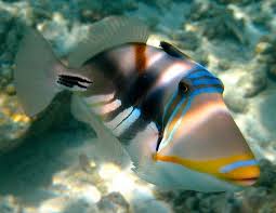 Maybe you would like to learn more about one of these? Meet The Humuhumu Nukunuku Apua A Hawaii S State Fish Pretty Sure 163301108 Added By Drollhumor At Weird Name