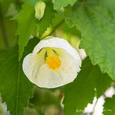 Image result for Abutilon sp.no.1