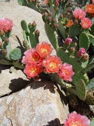 They have been a food source in mexico for hundreds of years. Propagating Pretty Prickly Pears
