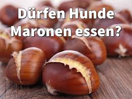 Durfen Hunde Maronen Essen Edelkastanien Und Esskastanien