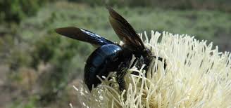 Do bumble bees sleep in flowers? Wildlife Wednesday California Carpenter Bee Red Rock Canyon Las Vegas