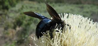 No one wants a case of bed bugs, so spotting bugs that look like them often incites panic. Wildlife Wednesday California Carpenter Bee Red Rock Canyon Las Vegas