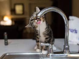 Durfen Katzen Leitungswasser Trinken