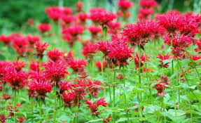 Zone 4a The Lovely Plants Part 3 Bee Balm Flower Fragrant Flowers Bee Balm