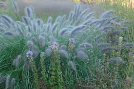 10 Garden Ideas To Steal From Superstar Dutch Designer Piet Oudolf Gardenista Siergrassen Siergras Grassen