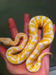 Female Pastel Albino Ball Python Ball Python Ball Python Morphs Beautiful Snakes
