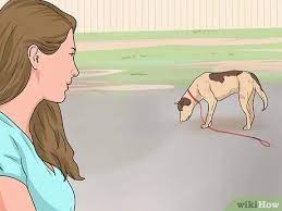 I've never seen it before. How To Deal With A Stray Dog 10 Steps With Pictures Wikihow