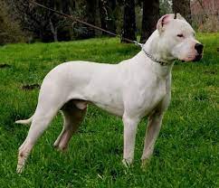 Pin On Dog Breeds