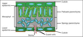 Plants are multicellular eukaryotes with tissue systems made of various cell types that carry out specific functions. Plant Development I Tissue Differentiation And Function Organismal Biology