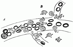 Hemoglobin is also responsible for the characteristic red color of blood. The Project Gutenberg Ebook Of Physiology And Hygiene For Secondary Schools By Francis M Walters A M