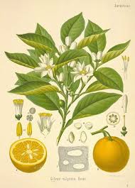 A Lovely Vintage Lemon Fruit And Plant Botanical Drawing Botanical Illustration Botanical Printables Botanical Drawings