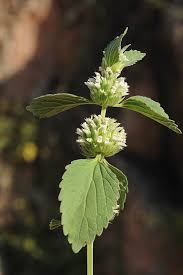 Image result for Leucas