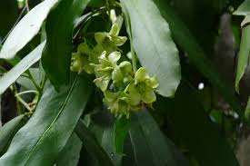 Image result for Brexia