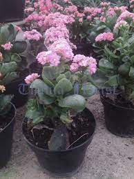 Setiap mahluk hidup tentu membutuhkan nutrisi untuk pertumbuhannya, tidak hanya manusia saja, hewan dan tanaman pun membutuhkan. Jual Tanaman Bunga Caladiva Thania Florist Jual Mawar Jual Bunga Jual Kaktus