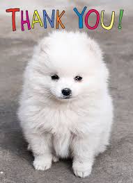 Pin On Doggie Stuff With these dog png images, you can directly use them in your design project without cutout. pin on doggie stuff