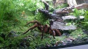 Theraphosa Blondi Vogelspinnen Terrarien Spinne