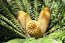 Image result for Encephalartos senticosus