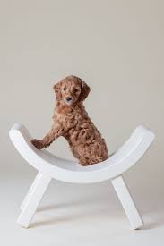 We have 2 females and 1 male available. Medium Mini Petite Goldendoodle Puppies For Sale In Iowa Illinois And Wisconsin See My Webs Goldendoodle Goldendoodle Breeders Goldendoodle Puppy For Sale