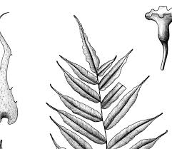 Image result for Lomariopsis warneckei