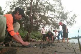 Tentang mangrove terkait dengan biologi, struktur komunitas dan perkembangannya, karakteristik habitat dan dinamikanya, rehabilitasi dan. Mukomuko Tanam 2 000 Mangrove Di Pantai Kritis Antara News
