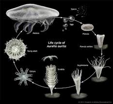 This is jellyfish life cycle by alex carrillo on vimeo, the home for high quality videos and the people who love them. 6 Life Cycle Of The Moon Jellyfish Aurelia Aurita Fertilised Eggs Download Scientific Diagram