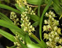 Image result for Polystachya bifida