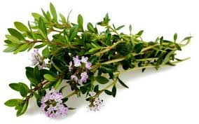 2 50 Graines De Sarriette Annuelle Satureja Hortensis Plantes Aromatiques 500 Graines Par Sachet La Sarriette Annuelle E Summer Savory Winter Savory Seeds